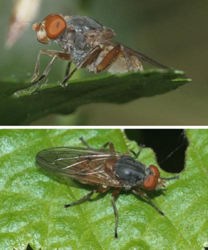 Réf. 280 917 : Brachyopa scutellaris